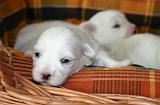 COTON DE TULEAR 021